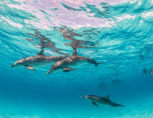 Exploring the beauty of the Red Sea: exciting cruises in Sharm El Sheikh and Hurghada