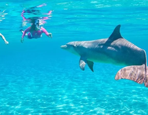 Dolphin house